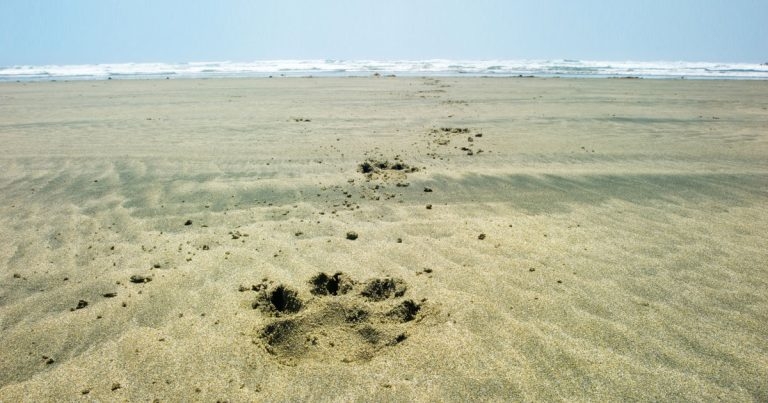 OA treatment and management protocols part 3: future directions