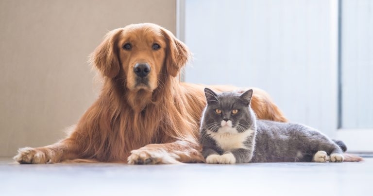 Supergroup to tackle small animal diseases