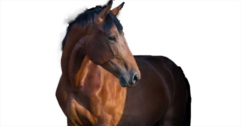 Endocrine disorders: diagnosis, treatment and management