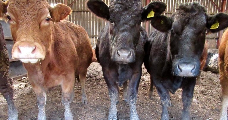 Lameness in beef cattle – do we know what we don’t know?