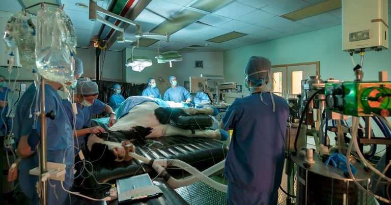 Anaesthesia and analgesia for the orthopaedic patient