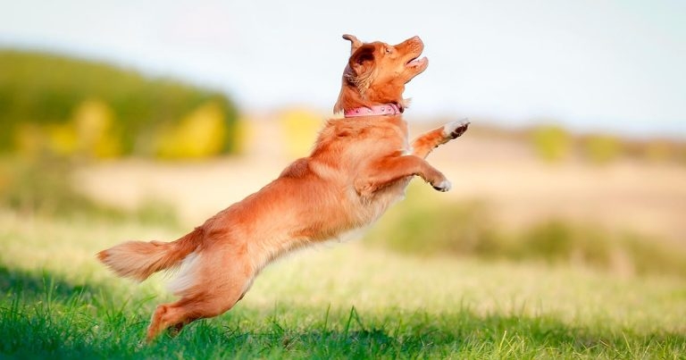 Lifelong welfare – teaching older animals new tricks