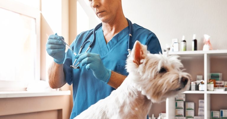 BSAVA to fund £50k vaccine project