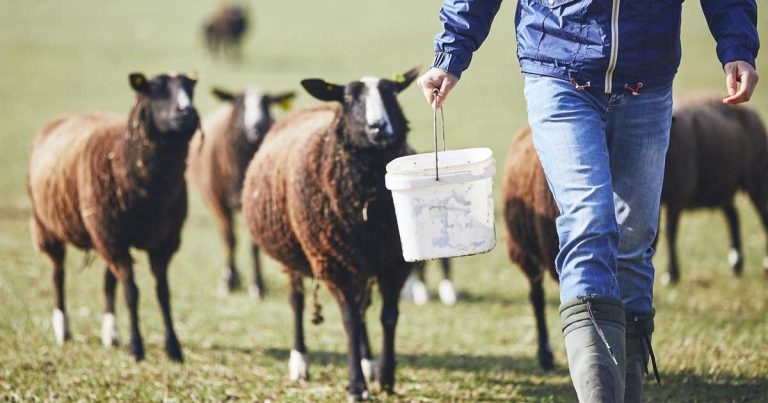 Pre-lambing prep – getting you and your clients ready