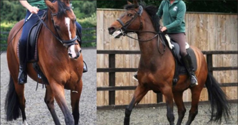 Researching musculoskeletal pain in ridden horses: part 1
