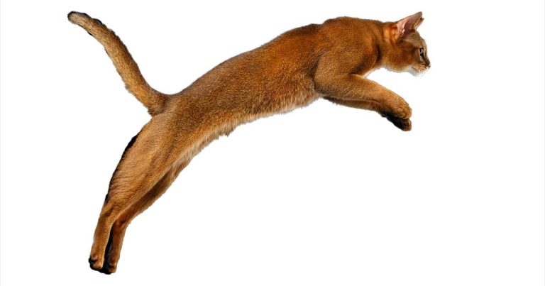 Treatment of feline OA