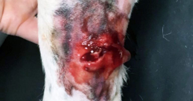 Open fractures in dogs and cats