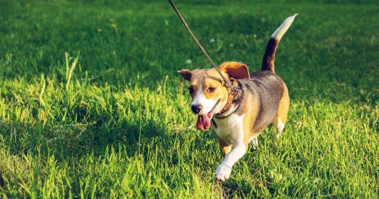 General OA and joint pain: updates, actions and guiding clients