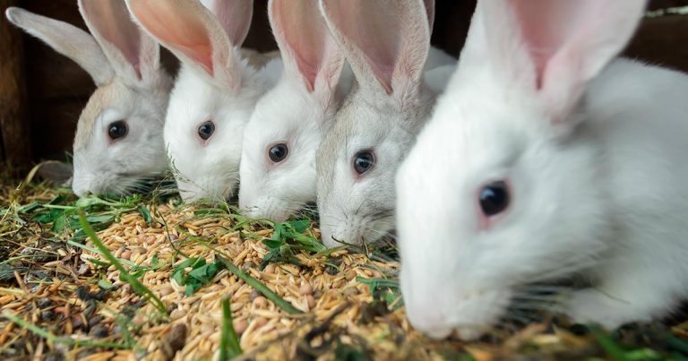 Survey shows rabbits and guinea pigs not being fed correctly