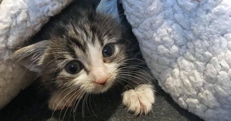 Donor dog saves cat with blood transfusion