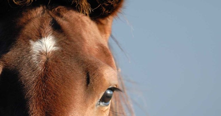 Management of equine pain in the field – part 2