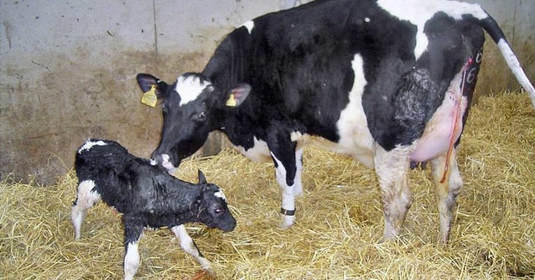 Caring for the newborn calf