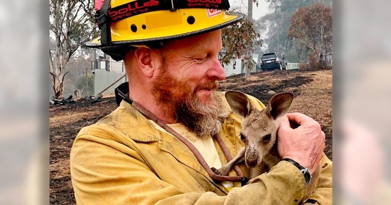 IVC seeks vets and VN volunteers to help in Australian bush fires