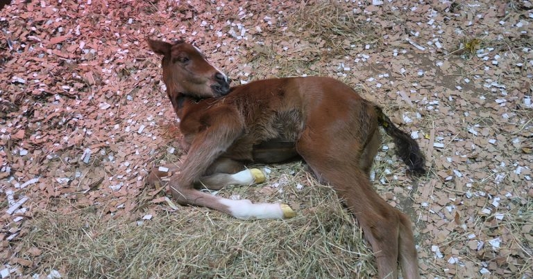 Equine Colic Research Symposium details announced