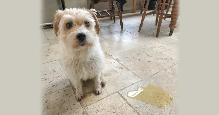 Early-age neutering major risk factor for UI in bitches