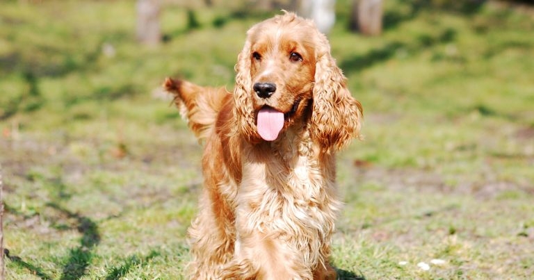 New DNA test combats retinal dysplasia in cocker spaniels