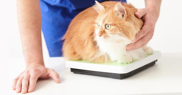 Weighing in on obesity – approaching the topic with clients