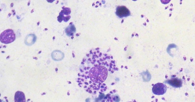 Canine conundrum where all is not as it seems