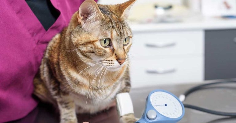 Taking the stress out of blood pressure measurement