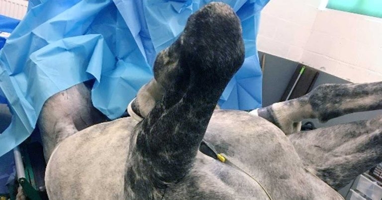 Perioperative complications in equine anaesthesia – part one