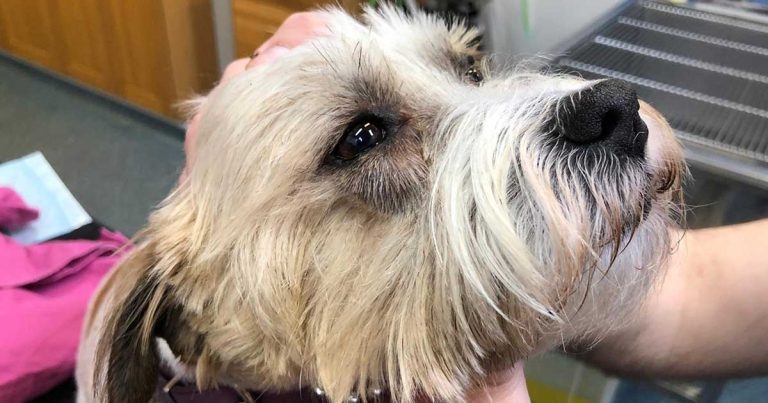 Lower eyelid and maxillary bone reconstruction following sarcoma