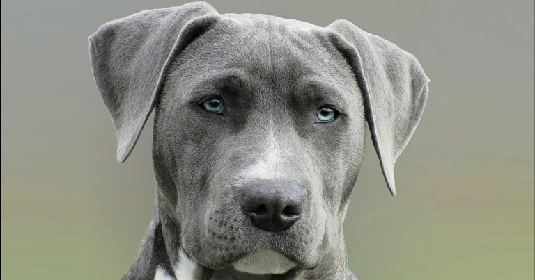 Prolific vomiting in UK dogs investigated