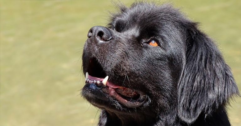 Study joins screening and improved long-term dog health