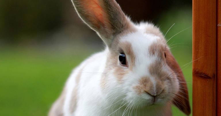 Judges revealed for Burgess Excel Vet Awards