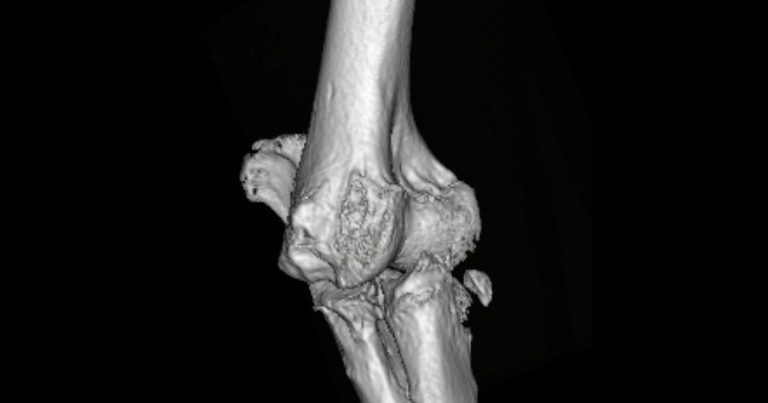 Study explores elbow joint disease in UK dogs