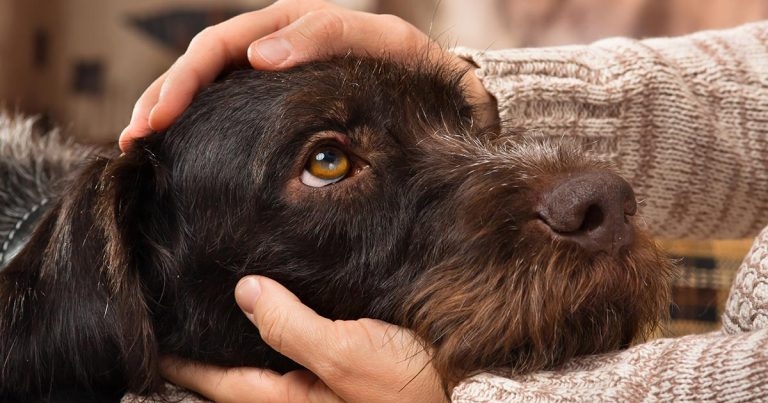 Human-animal bond research awards open