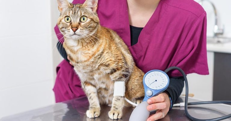 Feline Hypertension Ambassadors CPD launches