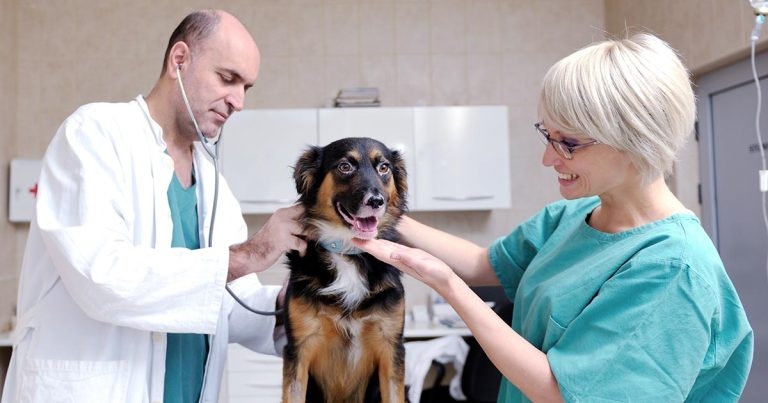 Help shape vet grad futures, urges RCVS