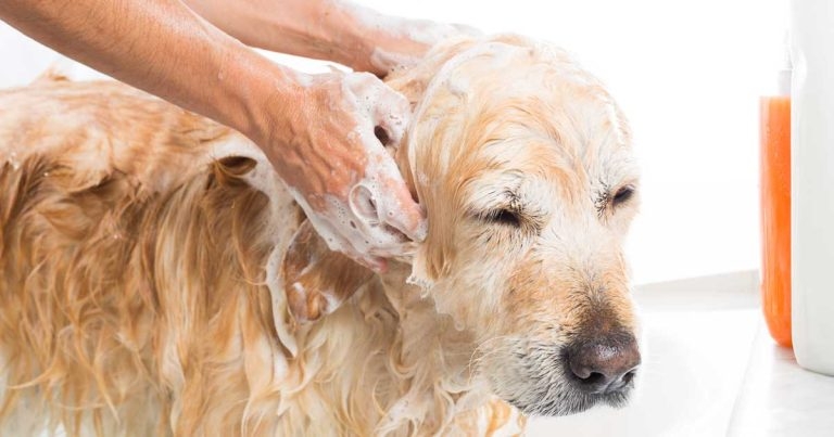 Companion animal toxicology