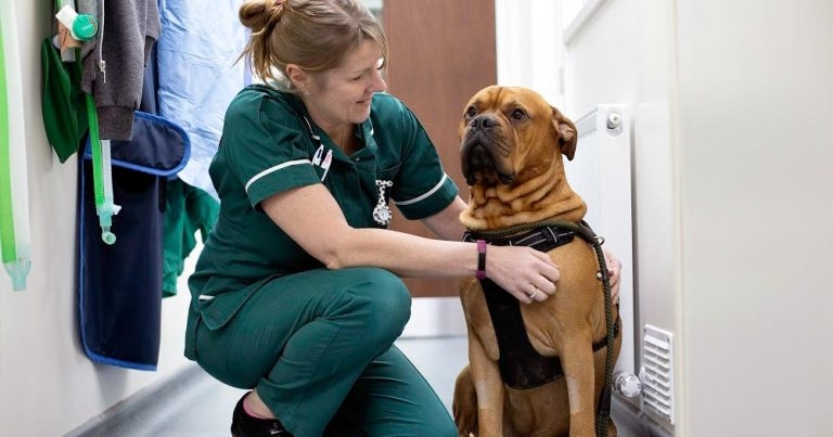 Top-up degree for VNs launches