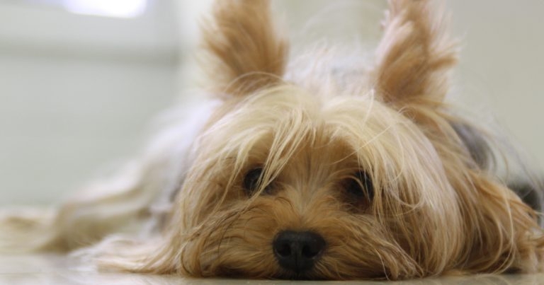 UK dog vomiting officially outbreak