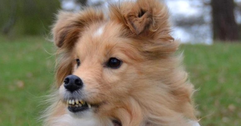 Breakthrough for Shetland sheepdogs