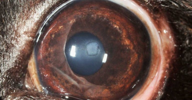 Corneal cross-linking in veterinary medicine