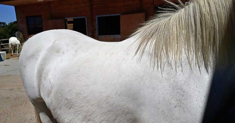 Tips for management of key clinical conditions in equids