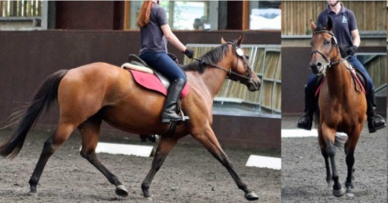 Researching musculoskeletal pain in ridden horses: part 2
