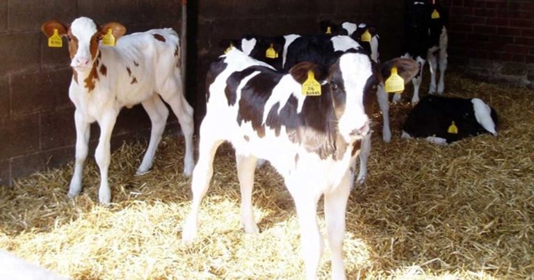 Bovine viral diarrhoea: need for eradication and how to achieve it