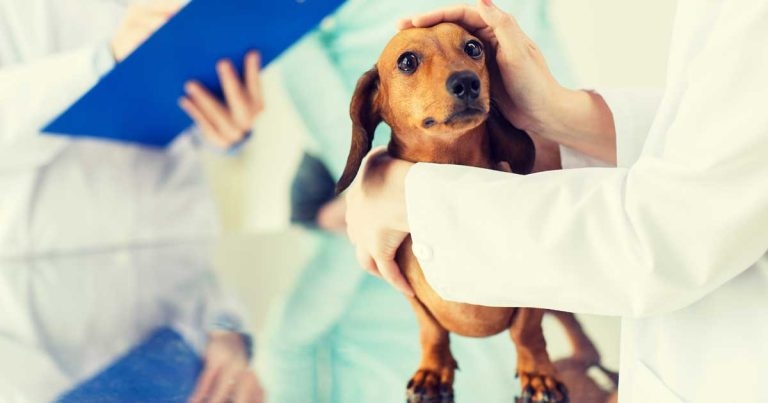 Managing chronic pain in cats and dogs