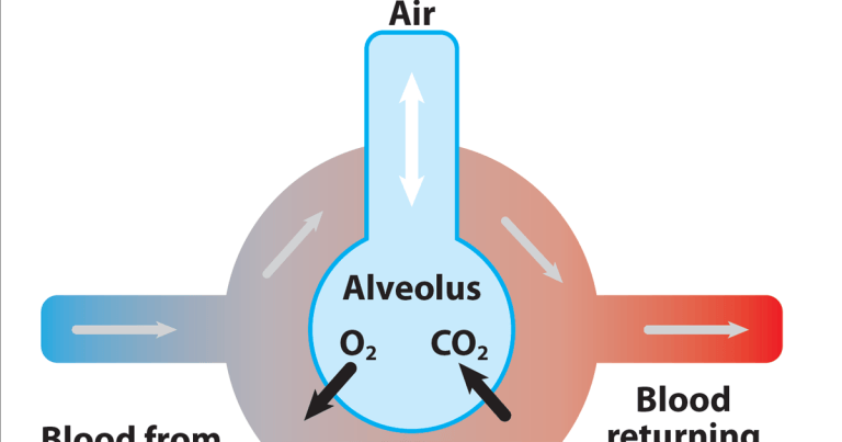 Capnography – a refresher