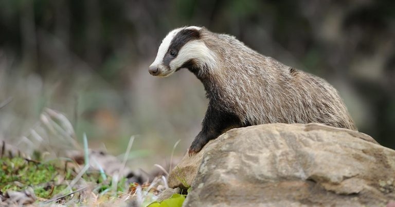 Badger TB vaccination: a practical and humane alternative to culling