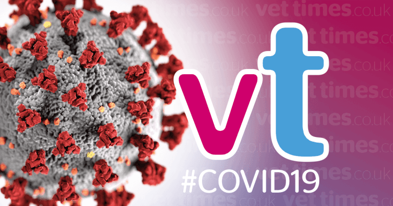BVA responds to Dutch study on COVID-19-infected cats and dogs