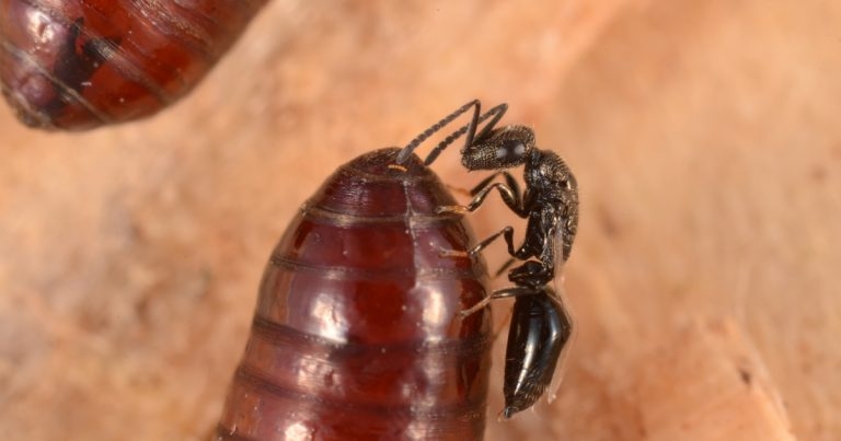Forget coals to Newcastle… vet sells ‘flies’ to farmers