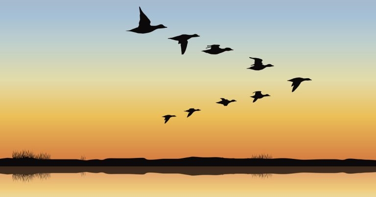 Perfect partners: follow the leader