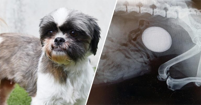 Tiny dog, huge bladder stone