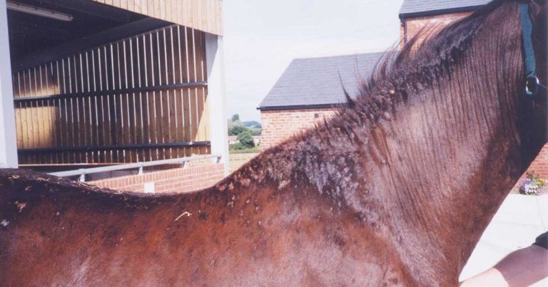 Sweet itch and allergies: spring and summer treatment options