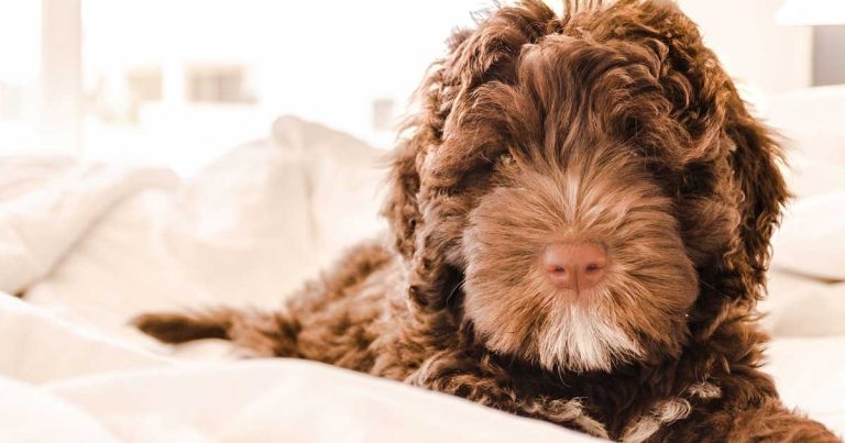 Atypical Addison’s disease