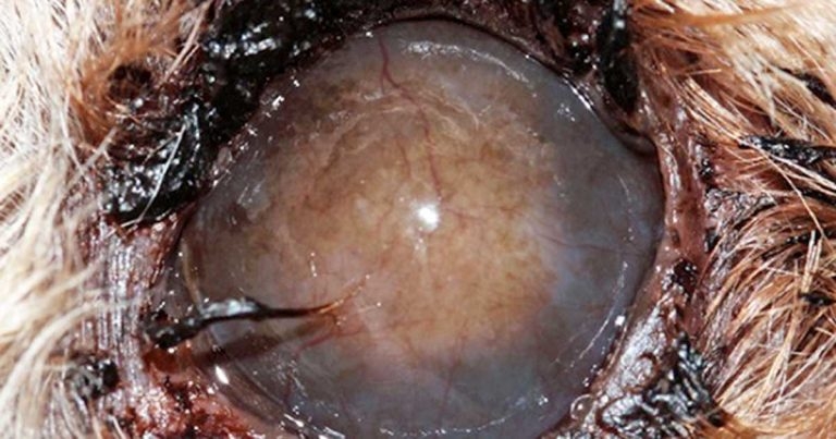 Canine cataracts: diagnostic procedures and therapy